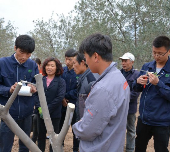 公司從產(chǎn)業(yè)鏈起始端著手，引進(jìn)良種優(yōu)苗，繁育基地苗圃，優(yōu)化樹(shù)種，以?xún)?yōu)質(zhì)的橄欖樹(shù)苗為生產(chǎn)特級(jí)初榨橄欖油提供基礎(chǔ)保障。在以自建萬(wàn)畝國(guó)家標(biāo)準(zhǔn)化油橄欖..